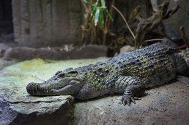 Alligator4 - School Trips to&nbsp;the Outer Banks