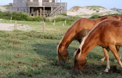 STEM - School Trips to&nbsp;the Outer Banks